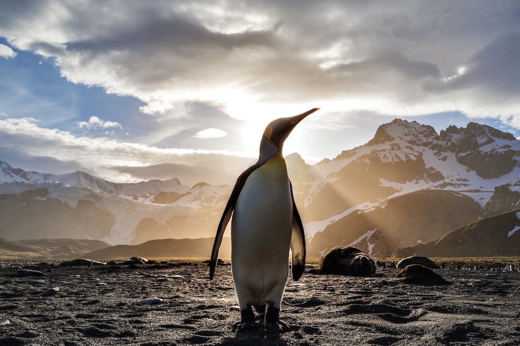 Emperor Penguin in the Antartic region